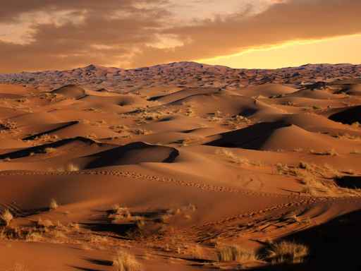 Sea dunes at sunset