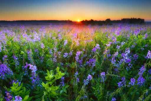 Field with violet flowers at sunrise