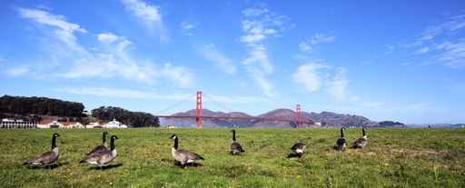 panoramic view of Golden Gate Bridge whith gooses